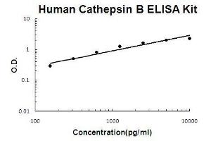 Human Cathepsin B PicoKine ELISA Kit standard curve