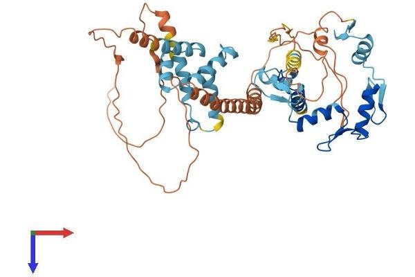 ZNF165 Protein (AA 1-485) (His tag)