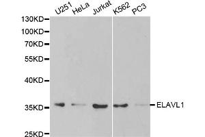Western blot analysis of extracts of various cell lines, using ELAVL1 antibody. (ELAVL1 Antikörper)
