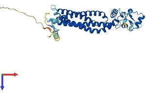 ROM1 Protein (AA 1-351) (His tag)