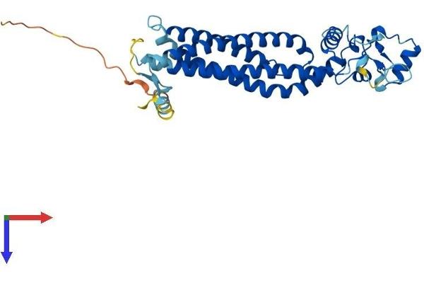ROM1 Protein (AA 1-351) (His tag)