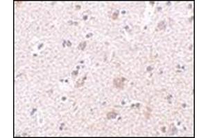 Immunohistochemistry of MANF in human brain tissue with this product at 2. (MANF Antikörper  (N-Term))
