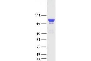Validation with Western Blot (Angiomotin Protein (AMOT) (Transcript Variant 2) (Myc-DYKDDDDK Tag))