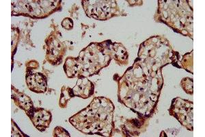 IHC image of ABIN7159209 diluted at 1:200 and staining in paraffin-embedded human placenta tissue performed on a Leica BondTM system. (MC3R Antikörper  (AA 38-74))