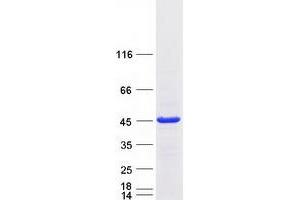 Validation with Western Blot (Raly Protein (Transcript Variant 1) (Myc-DYKDDDDK Tag))