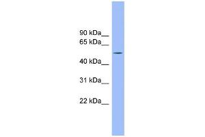 WB Suggested Anti-TMCO6 Antibody Titration: 0. (TMCO6 Antikörper  (N-Term))