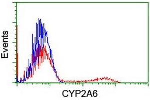HEK293T cells transfected with either RC222995 overexpress plasmid (Red) or empty vector control plasmid (Blue) were immunostained by anti-CYP2A6 antibody (ABIN2455203), and then analyzed by flow cytometry.