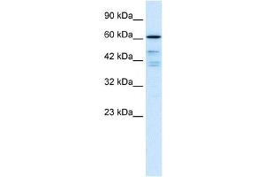 CDC25B antibody (70R-10484) used at 0. (CDC25B Antikörper  (N-Term))