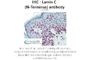 Image no. 1 for anti-Lamin C (N-Term) antibody (ABIN1736346) (Lamin C Antikörper  (N-Term))