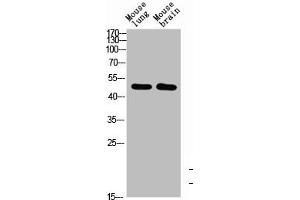 Western Blot analysis of mouse-brain mouse-lung cells using BMP-10 Polyclonal Antibody diluted at 1:1000. (BMP1 Antikörper  (AA 361-410))
