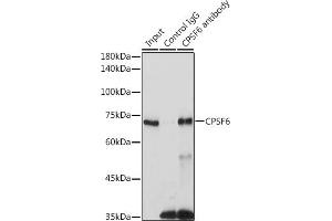 Immunoprecipitation analysis of 300 μg extracts of 293T cells using 3 μg CPSF6 antibody (ABIN6128924, ABIN6138974, ABIN6138975 and ABIN6221646). (CPSF6 Antikörper)