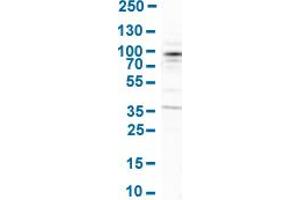 Western Blot analysis of human cell line SH-SY5Y. (ARHGEF7 Antikörper  (AA 516-650))