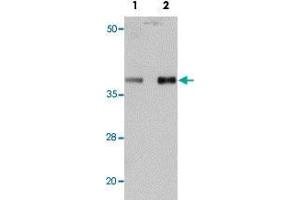 Western blot analysis of mouse heart tissue with PPAPDC3 polyclonal antibody  at (Lane 1) 1 and (Lane 2) 2 ug/mL dilution. (PPAPDC3 Antikörper  (N-Term))