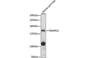 Western blot analysis of extracts of mouse pancreas, using TR antibody (ABIN7270873) at 1:1000 dilution.