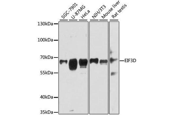 EIF3D Antikörper  (AA 1-240)