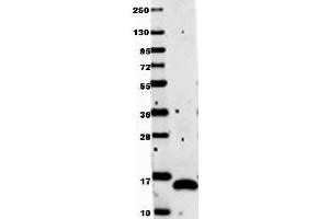 Anti-human VEGF-121 by western blot shows detection of recombinant Human VEGF-121 raised in E. (VEGF Antikörper)