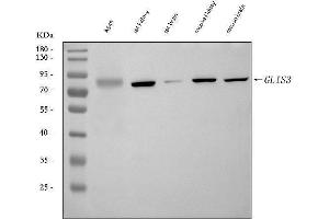 Western blot analysis of GLIS3 using anti-GLIS3 antibody (ABIN7600381).