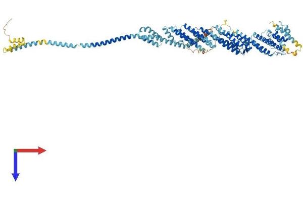 EXOC6 Protein (AA 1-802) (His tag)