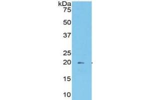 WB of Protein Standard: different control antibodies  against Highly purified E. (MOG ELISA Kit)