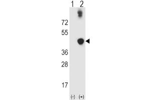 Western Blotting (WB) image for anti-Alcohol Dehydrogenase 5 (Class III), chi Polypeptide (ADH5) antibody (ABIN3003804) (ADH5 Antikörper)