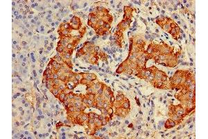 Immunohistochemistry of paraffin-embedded human pancreatic tissue using ABIN7153675 at dilution of 1:100 (Gastrin-Releasing Peptide Antikörper  (AA 31-98))