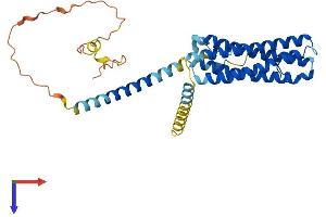 SCAMP2 Protein (AA 1-329) (His tag)