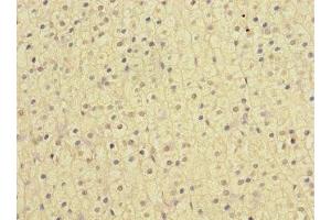 Immunohistochemistry of paraffin-embedded human adrenal gland tissue using ABIN7161622 at dilution of 1:100 (Nischarin Antikörper  (AA 500-700))