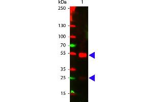 Goat IgG (H&L) Antibody CY5 Conjugated Pre-Adsorbed - Western Blot. (Esel anti-Ziege IgG Antikörper (Cy5) - Preadsorbed)