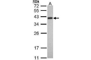 WB Image Sample (30 ug of whole cell lysate) A: HeLa 10% SDS PAGE antibody diluted at 1:1000 (TPM2 Antikörper)