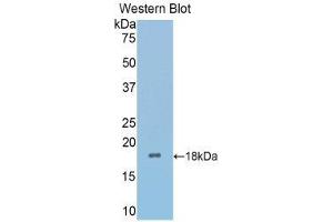 Western Blotting (WB) image for anti-Secreted Frizzled-Related Protein 4 (SFRP4) (AA 27-154) antibody (ABIN3203486) (SFRP4 Antikörper  (AA 27-154))
