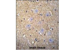 OR2T3 Antibody (C-term) (ABIN655863 and ABIN2845270) immunohistochemistry analysis in formalin fixed and paraffin embedded human brain tissue followed by peroxidase conjugation of the secondary antibody and DAB staining.
