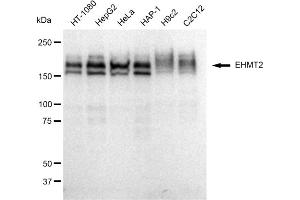 Western blotting analysis using EHMT2 antibody (ABIN7797609). (Rekombinanter EHMT2 Antikörper)