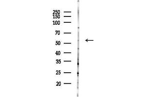 anti-Dopamine Receptor D5 (DRD5) (N-Term) antibody