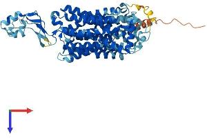 SLC22A5 Protein (AA 1-557) (His tag)