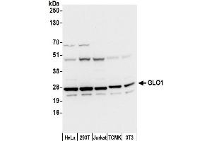 Western Blotting (WB) image for anti-Glyoxalase I (GLO1) (AA 1-50) antibody (ABIN7450285)