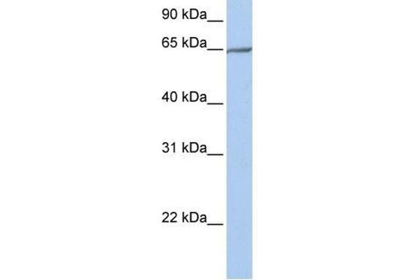 PCDHA4 Antikörper  (N-Term)