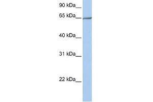 PCDHA4 antibody used at 1 ug/ml to detect target protein.