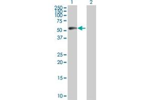 Western Blot analysis of CCNB1 expression in transfected 293T cell line by CCNB1 MaxPab polyclonal antibody. (Cyclin B1 Antikörper  (AA 1-433))