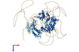 REV1 Protein (AA 1-1251) (His tag)