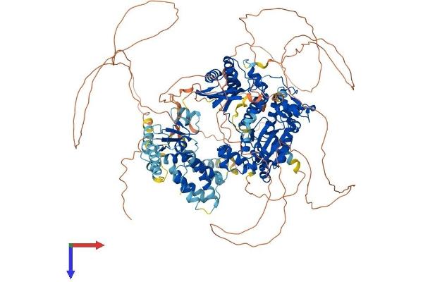 REV1 Protein (AA 1-1251) (His tag)