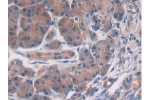 IHC-P analysis of Human Pancreas Tissue, with DAB staining. (PSMD2 Antikörper  (AA 645-872))