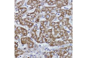 Immunohistochemistry of paraffin-embedded human liver using COX6B1 Rabbit mAb (ABIN7266642) at dilution of 1:100 (40x lens). (COX6B1 Antikörper)