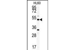Western blot analysis of OMD antibody (C-term) (ABIN391685 and ABIN2841590) in HL60 cell line lysates (35 μg/lane). (Osteomodulin Antikörper  (C-Term))