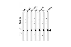 All lanes : Anti-UBE2D2 Antibody (N-term) at 1:2000 dilution Lane 1: Hela whole cell lysate Lane 2: Jurkat whole cell lysate Lane 3: NIH/3T3 whole cell lysate Lane 4: 293 whole cell lysate Lane 5: S whole cell lysate Lane 6: F9 whole cell lysate Lane 7: rat testis lysate Lysates/proteins at 20 μg per lane. (UBE2D2 Antikörper  (N-Term))