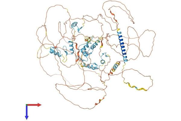 SALL2 Protein (AA 1-1004) (His tag)