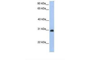 Image no. 1 for anti-Carbohydrate (N-Acetylgalactosamine 4-0) Sulfotransferase 14 (CHST14) (AA 231-280) antibody (ABIN6739235)