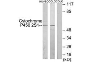 Western Blotting (WB) image for anti-Cytochrome P450, Family 2, Subfamily S, Polypeptide 1 (CYP2S1) (AA 181-230) antibody (ABIN2889949) (CYP2S1 Antikörper  (AA 181-230))