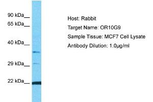 Host: Rabbit Target Name: OR10G9 Sample Type: MCF7 Whole Cell lysates Antibody Dilution: 1. (OR10G9 Antikörper  (C-Term))