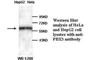 Image no. 1 for anti-Pre-B-Cell Leukemia Transcription Factor 3 (PBX3) (C-Term) antibody (ABIN791004) (PBX3 Antikörper  (C-Term))