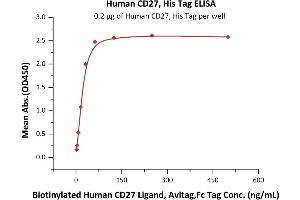Immobilized Human CD27, His Tag (ABIN5955005,ABIN6253520) at 2 μg/mL (100 μL/well) can bind Biotinylated Human CD27 Ligand, Avitag,Fc Tag (ABIN5674589,ABIN6253685) with a linear range of 2-31 ng/mL (QC tested). (CD27 Protein (AA 21-192) (His tag))